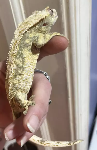 plant/Green base Extreme Harle male spotless  41g 4/26/24 hatch-2-thumbnail