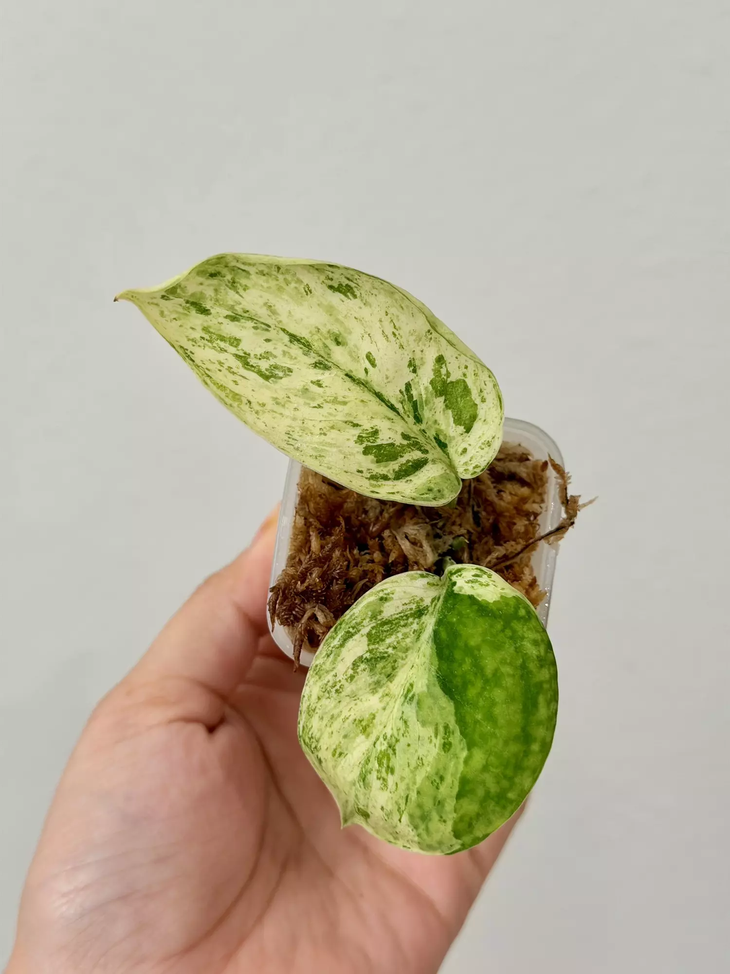 plant/Scindapsus Jade Satin Mint 7598 mid cut-0