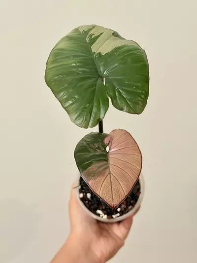 plant/Alocasia Serendipity Pink 7770-0-thumbnail