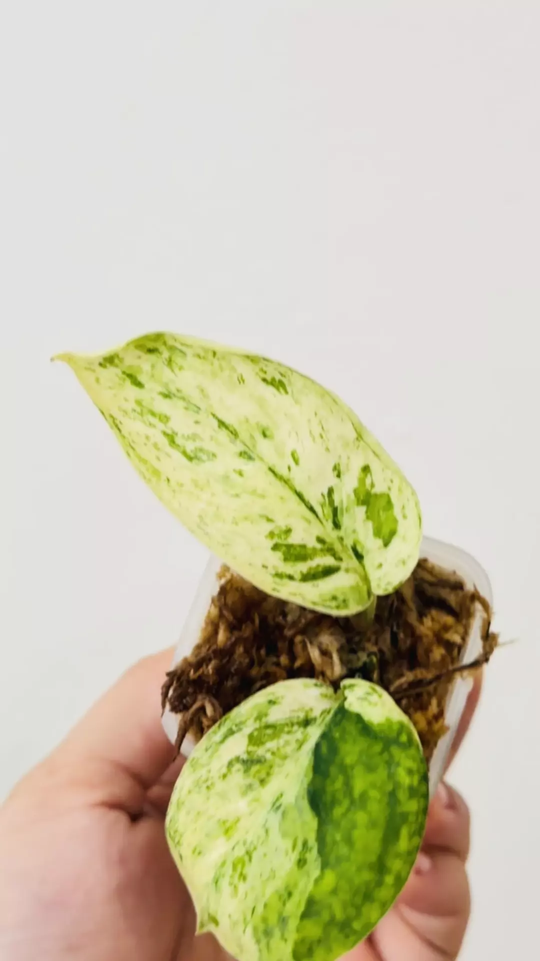 plant/Scindapsus Jade Satin Mint 7598 mid cut-1