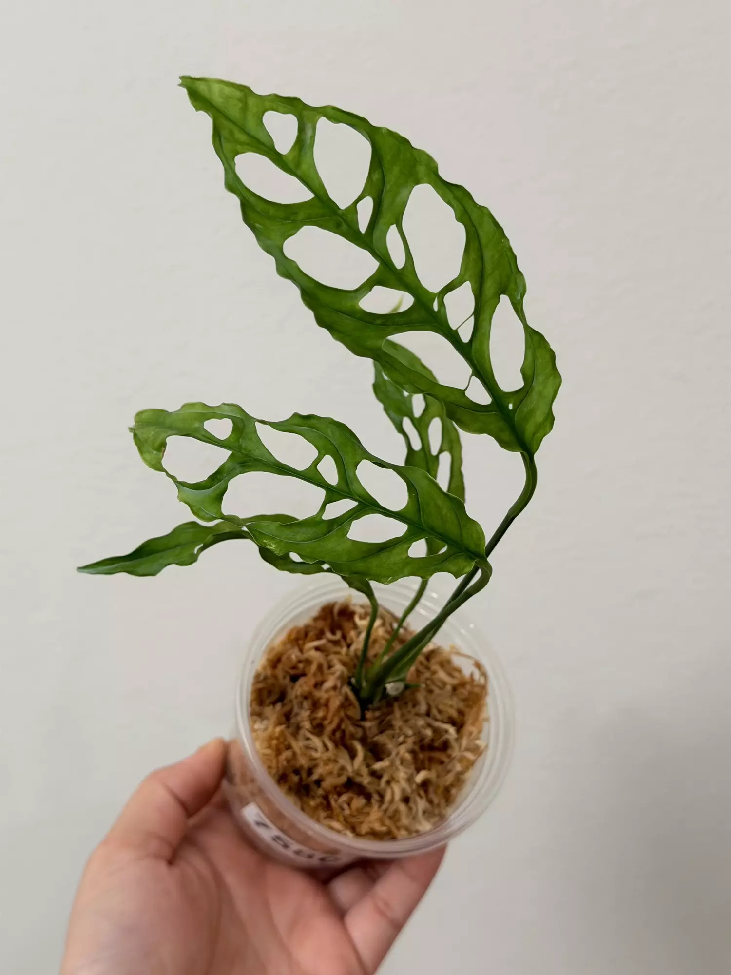 plant/Oblicua Peru 7580 mid cut-0