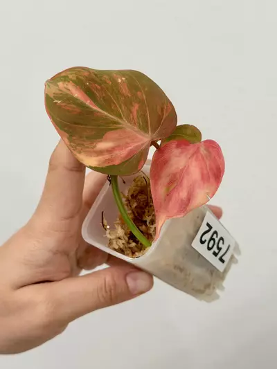 plant/Micans with Pink Variegation 7592-0-thumbnail