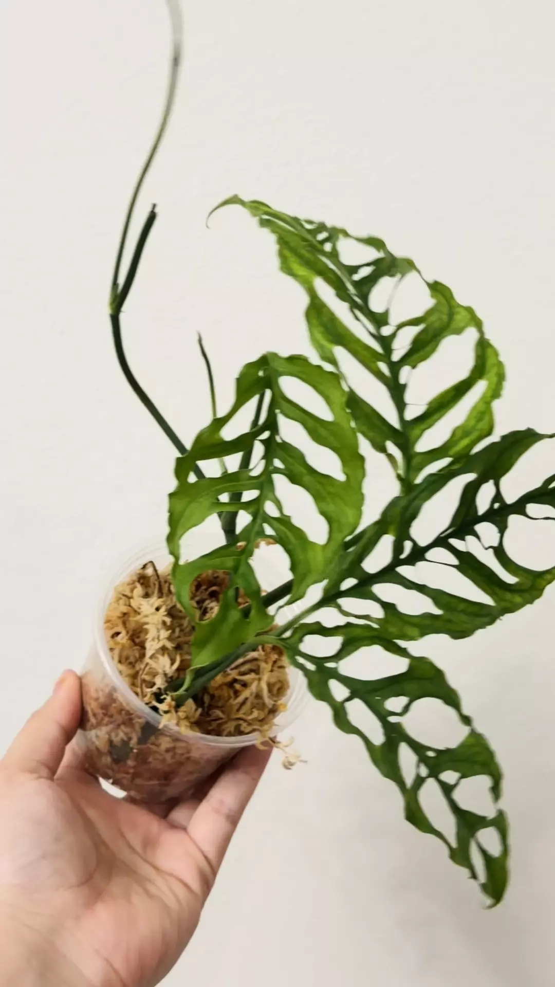 plant/Oblicua Peru 7579-1