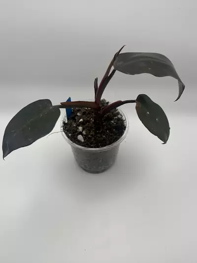 plant/Black Cherry Philo-0-thumbnail