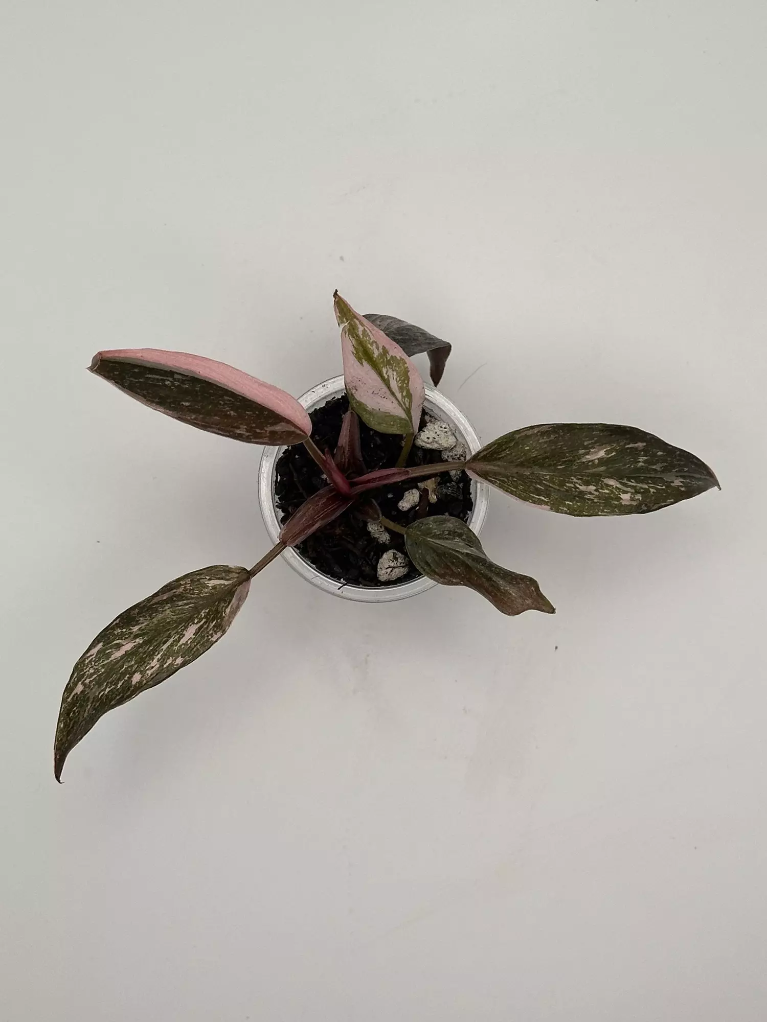 plant/Pink Princess Galaxy Philo-1