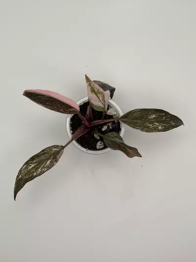 plant/Pink Princess Galaxy Philo-1-thumbnail