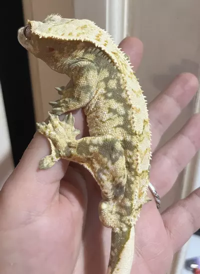 plant/Green base Extreme Harle male spotless  41g 4/26/24 hatch-0-thumbnail