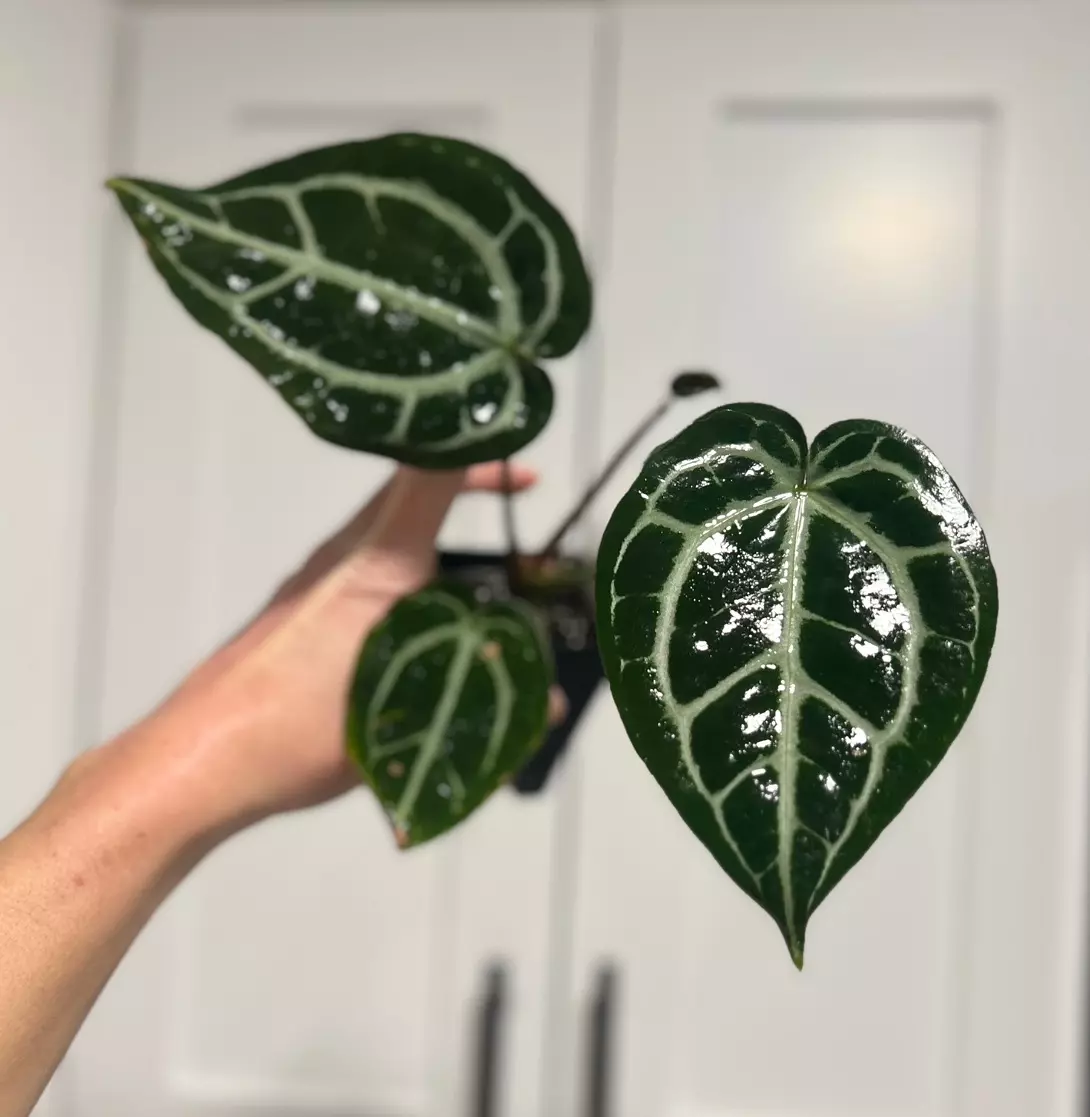 plant/Lavendar Haze X Var Crystal Forgetii Silver-0