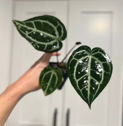 plant/Lavendar Haze X Var Crystal Forgetii Silver-0-thumbnail