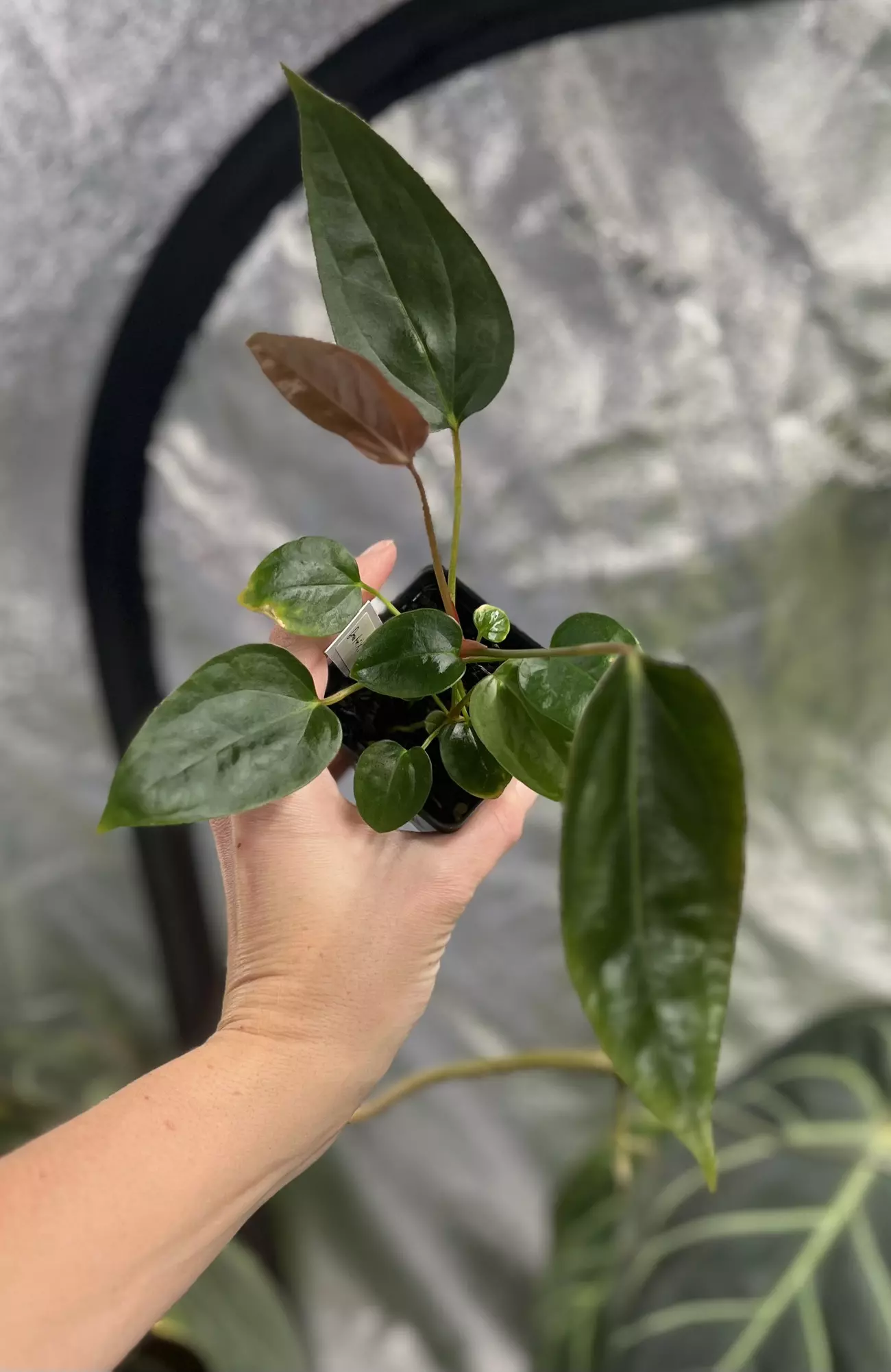 plant/Select (2 plants)  Dress Port X Ree Port -0