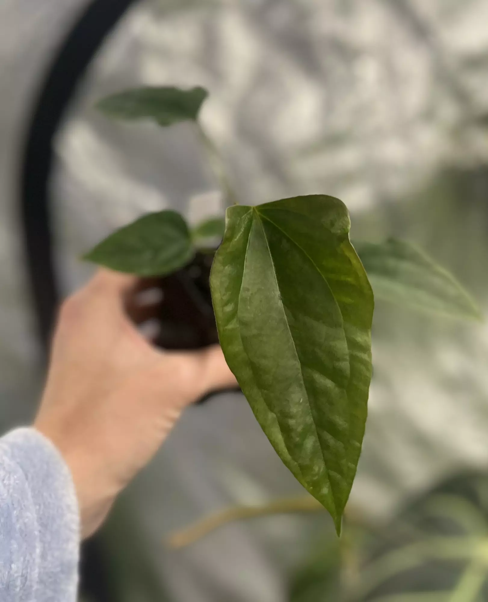 plant/Mutated Select Dress Port X Ree Port-0