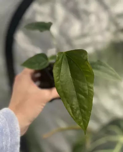 plant/Mutated Select Dress Port X Ree Port-0-thumbnail