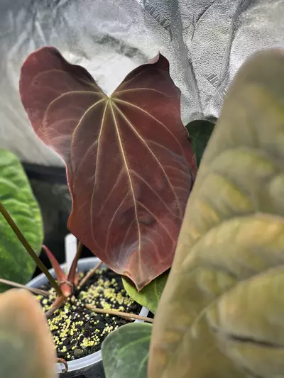 plant/✨✨NEW SEED RELEASE✨✨BVEP PORT S1-2-thumbnail