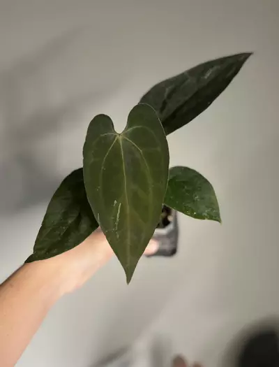 plant/Ace Pap S1-0-thumbnail