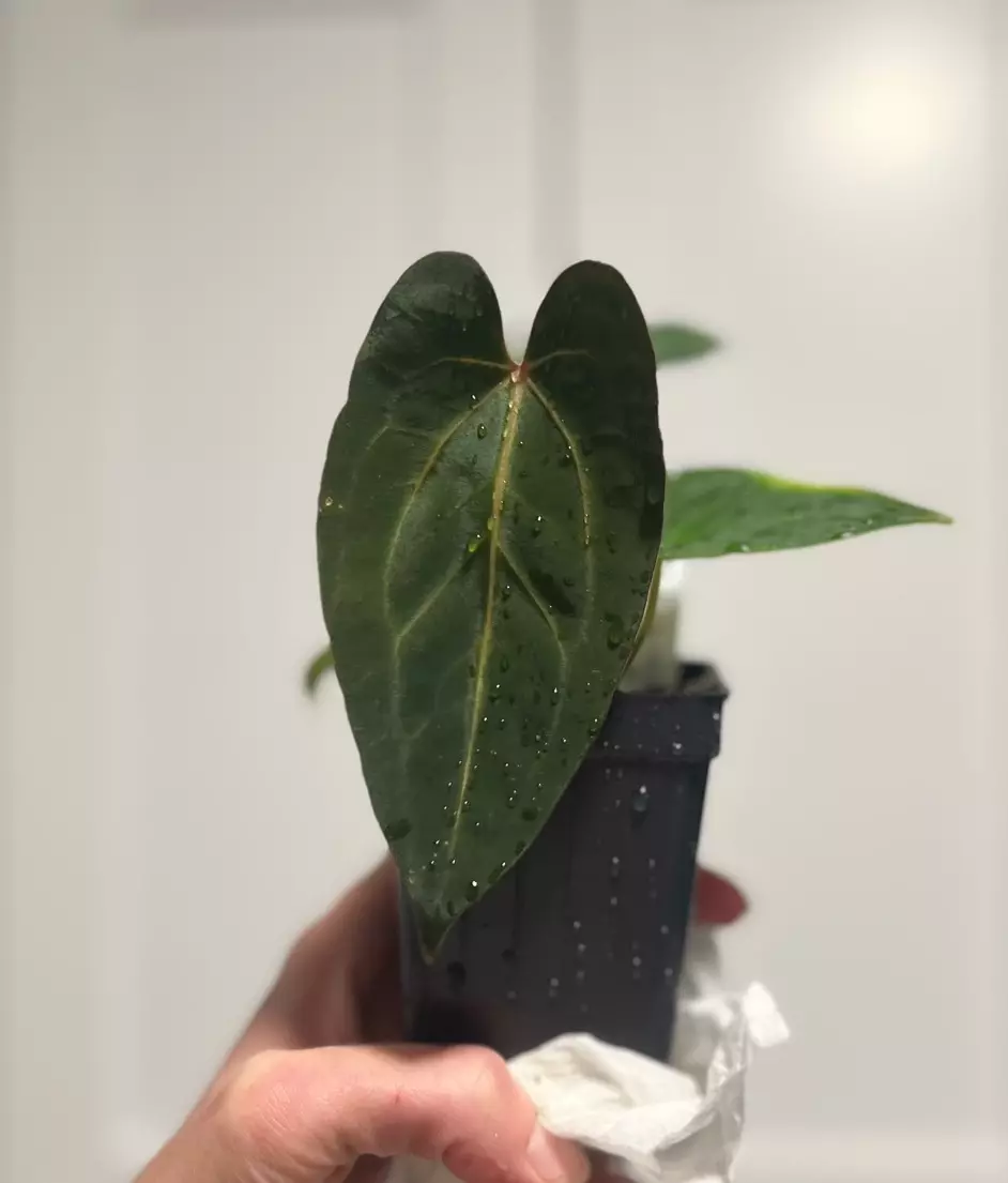 plant/Pap A+ X Carla RA18 -0