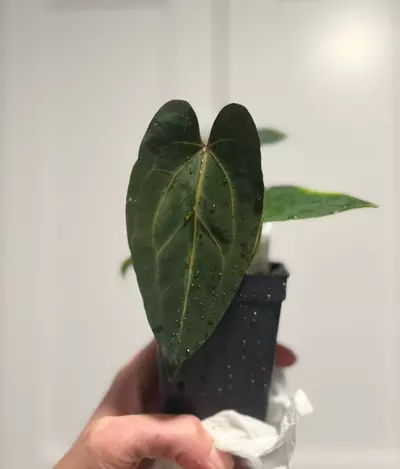 plant/Pap A+ X Carla RA18 -0-thumbnail