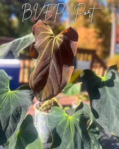 plant/✨✨NEW SEED RELEASE✨✨BVEP PORT S1-0-thumbnail