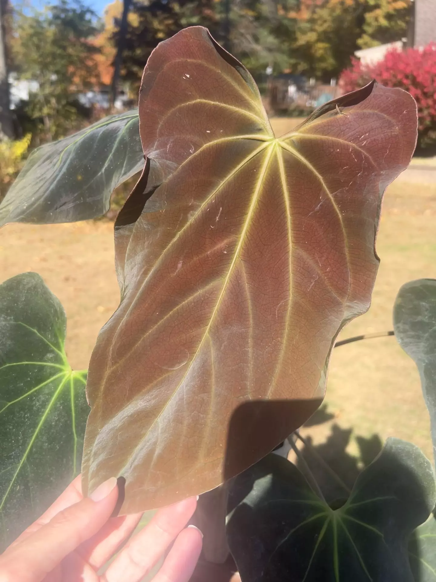 plant/✨✨NEW SEED RELEASE✨✨BVEP PORT S1-3