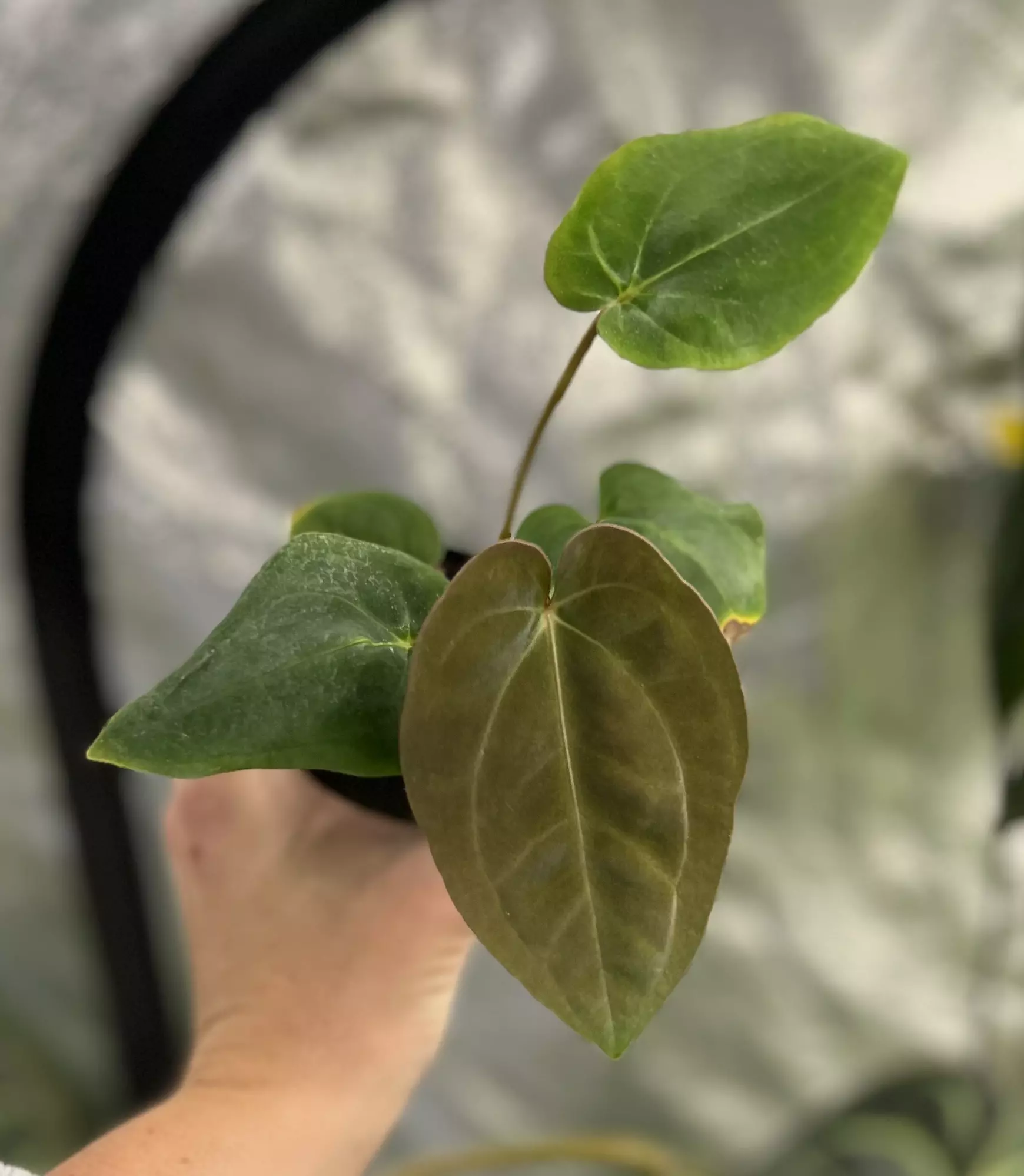 plant/BVEP Port X E Dress-0