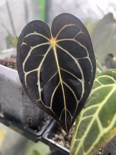 plant/Carla 5 X 10 Self-3-thumbnail