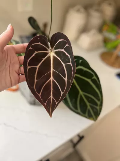 plant/Carla 5 X 10 Self-4-thumbnail