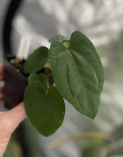 plant/Low Var Pap Dress X E Dress-0-thumbnail