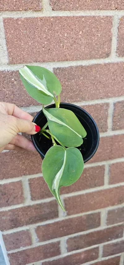 plant/Rio philodendron-0-thumbnail