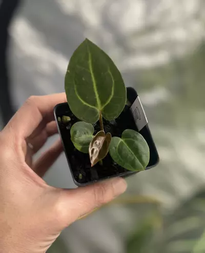 plant/Carla 5 X 10 Self-0-thumbnail