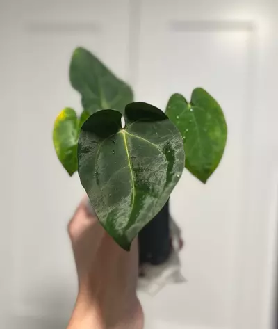 plant/Pap A+ X Carla RA18-0-thumbnail