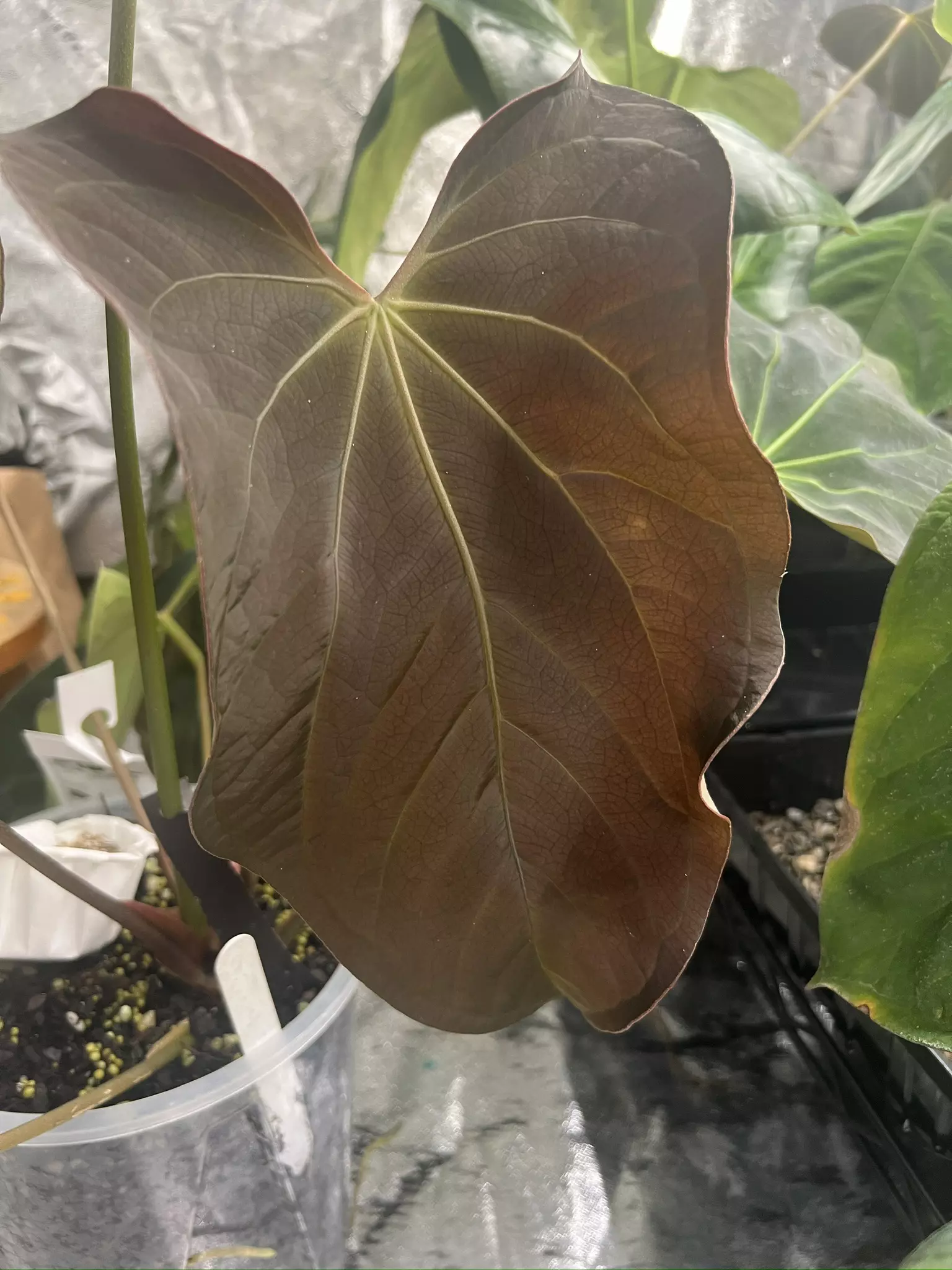 plant/✨✨NEW SEED RELEASE✨✨BVEP PORT S1-1