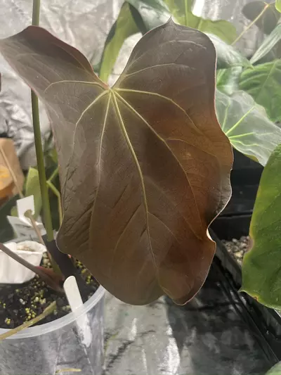 plant/✨✨NEW SEED RELEASE✨✨BVEP PORT S1-1-thumbnail