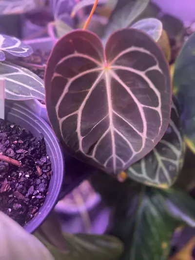 plant/Carla 5 X 10 Self-2-thumbnail