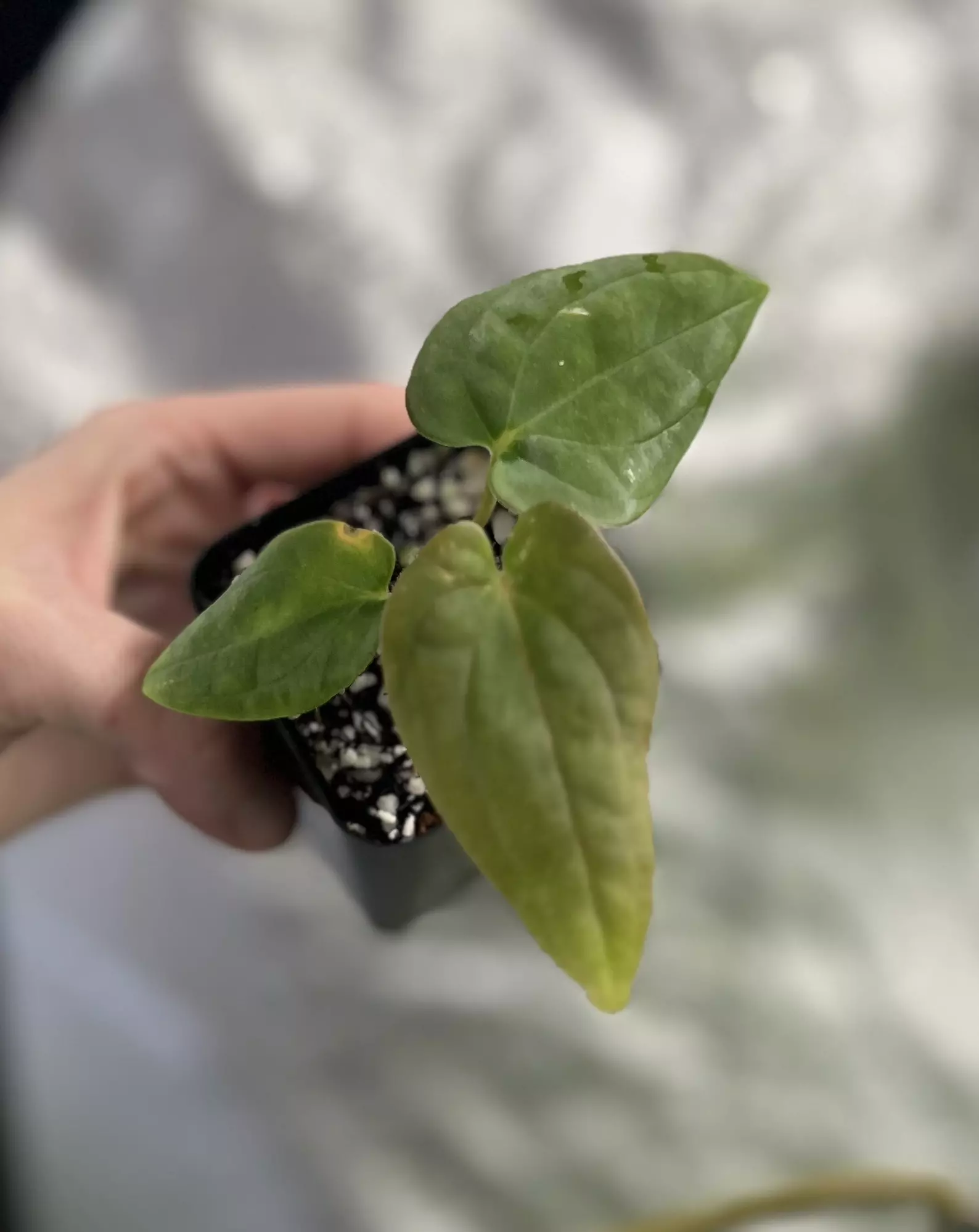 plant/Species BVEP-0