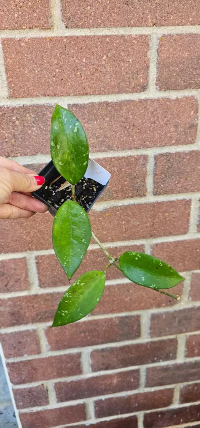 plant/Hoya potti-0-thumbnail