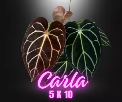 plant/Carla 5 X 10 Self-1-thumbnail
