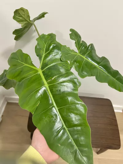 plant/Rare xxl variegated Billie x radiatum (philo cosmic)-0-thumbnail