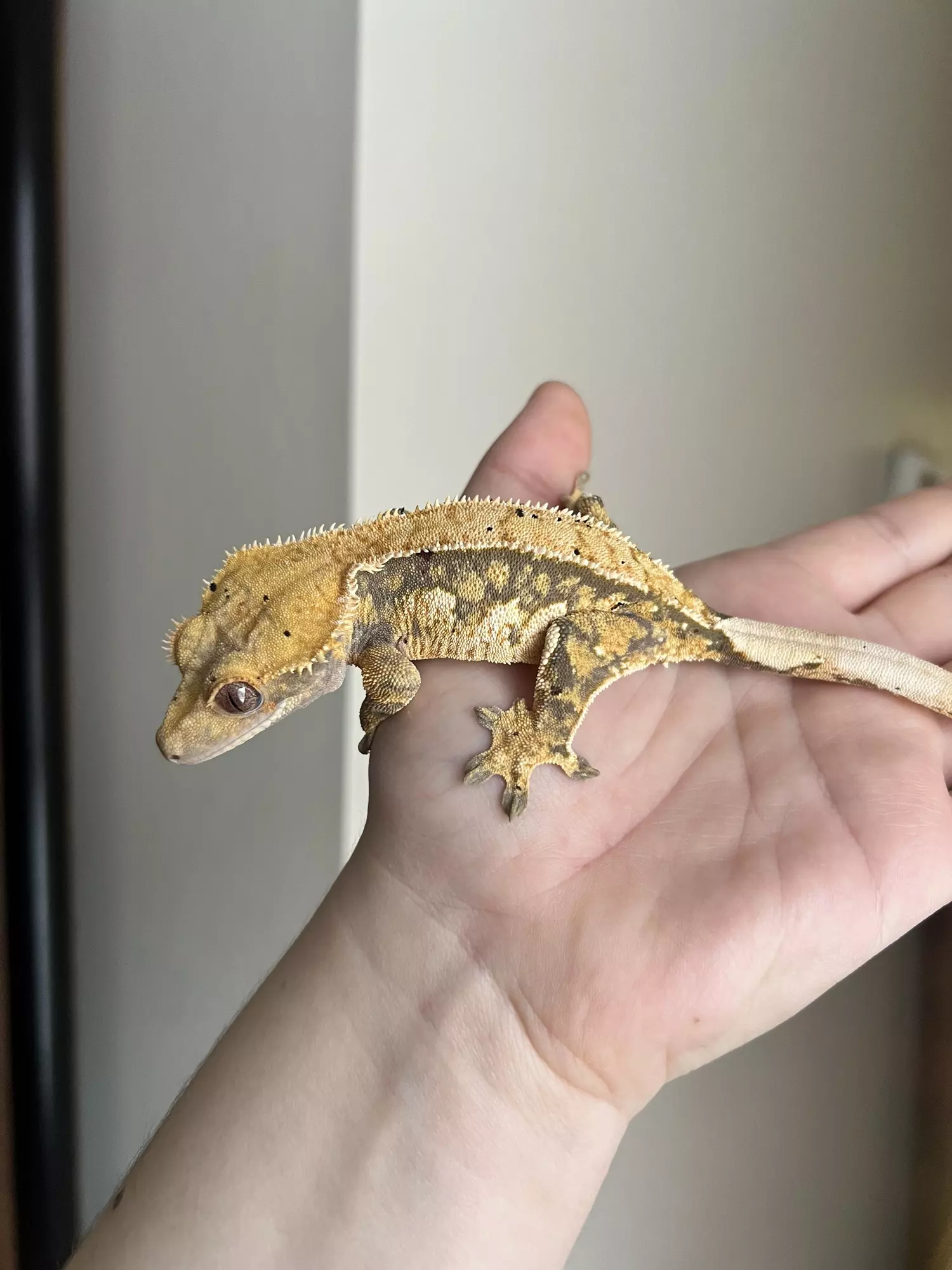 plant/MC5: Female: 36 grams-0