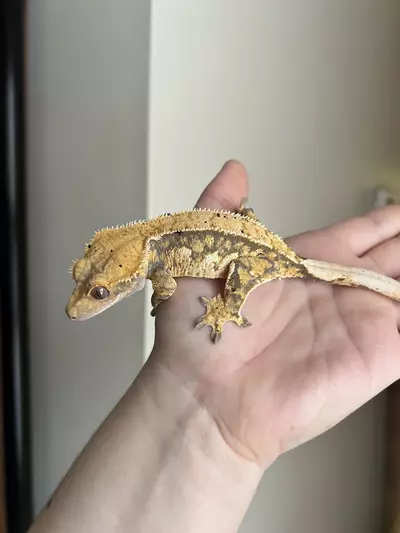 plant/MC5: Female: 36 grams-0-thumbnail