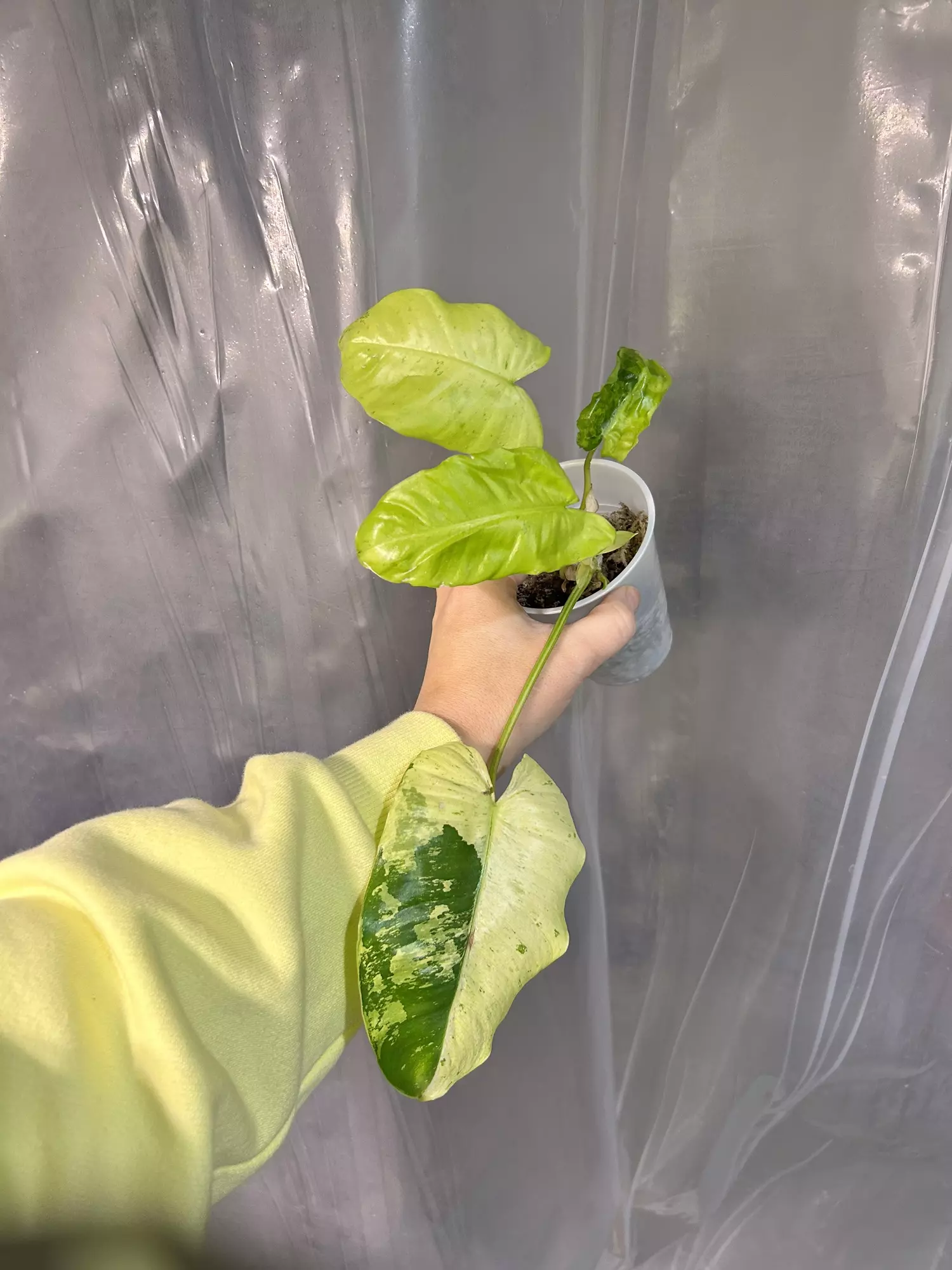 plant/Rare burle Marx Snow White-0