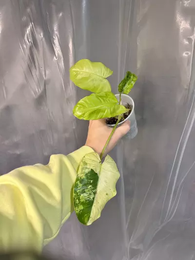 plant/Rare burle Marx Snow White-0-thumbnail