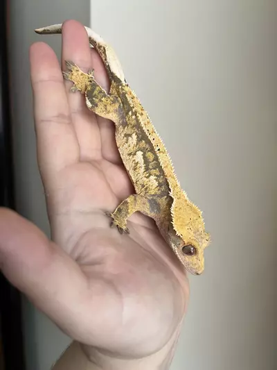 plant/MC5: Female: 36 grams-1-thumbnail