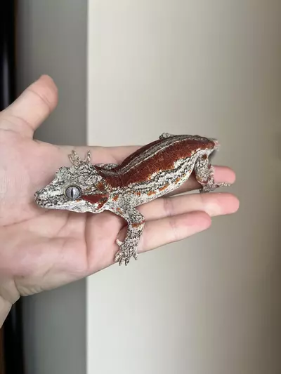 plant/RCJ7: Female Red Stripe: 46 grams-1-thumbnail