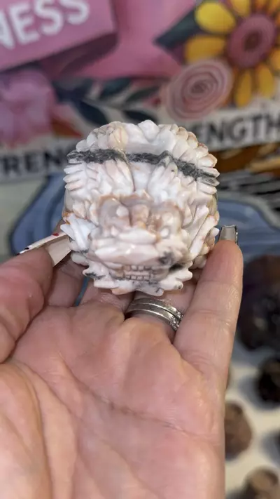 plant/Pink zebra wings-0-thumbnail