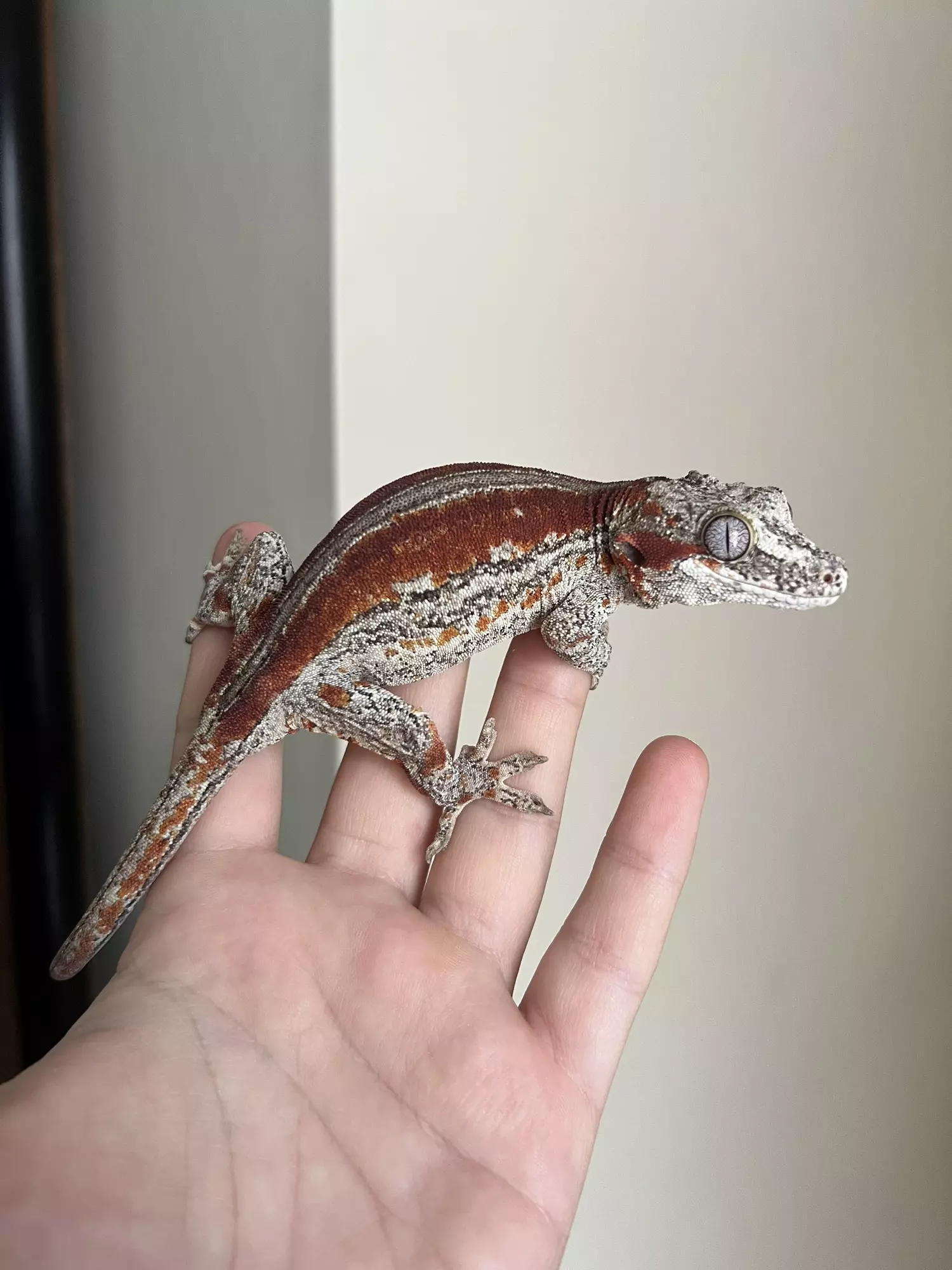 plant/RCJ7: Female Red Stripe: 46 grams-2