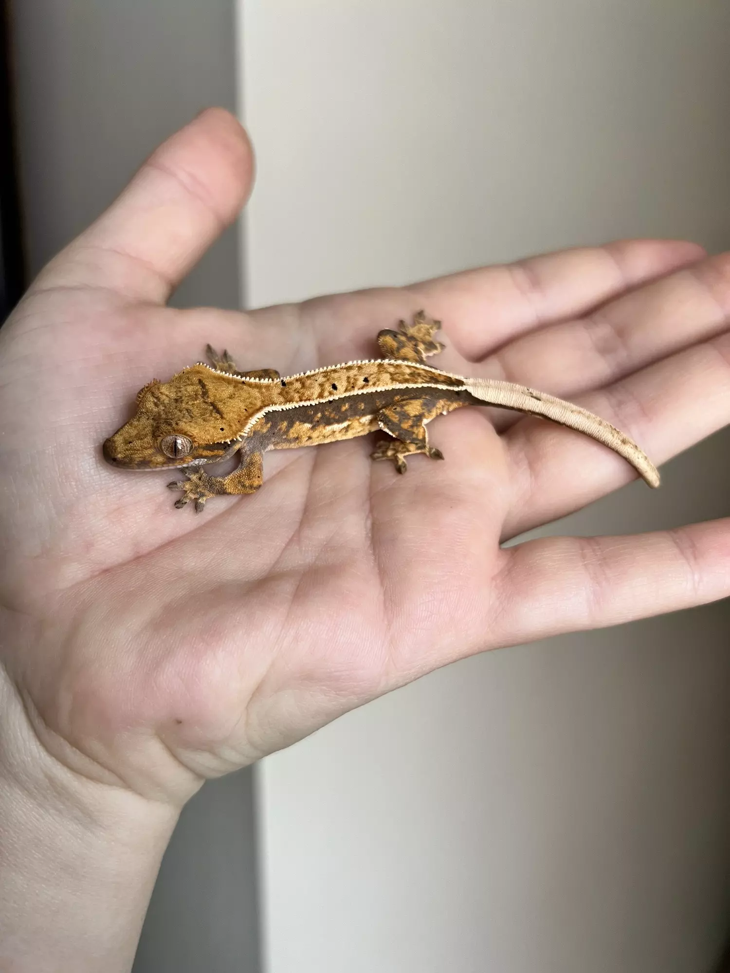 plant/TC: Lavendar Pinstripe: Possible Pores Seen: 5 grams-2