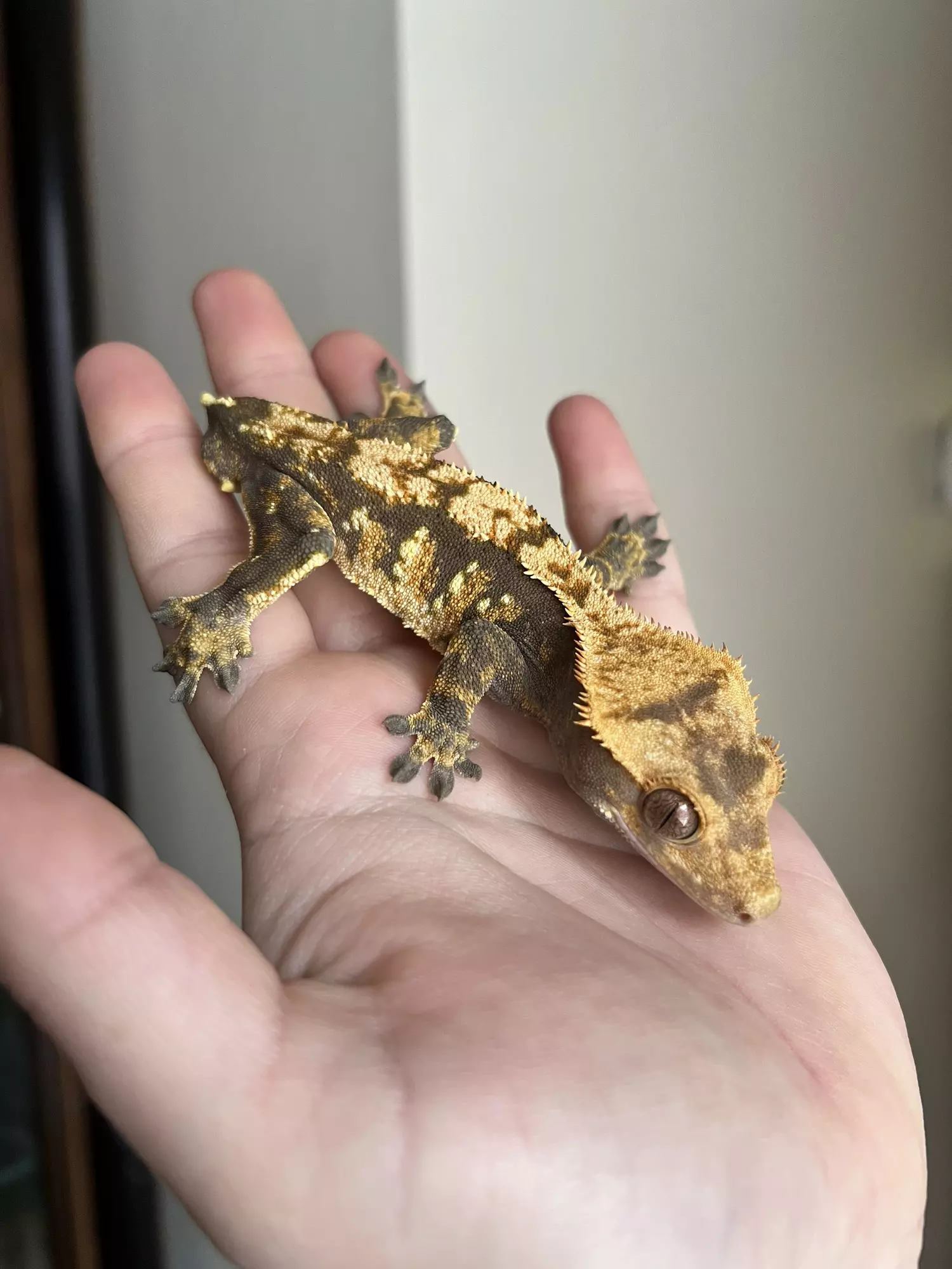 plant/SO7: Male: 25 grams-1