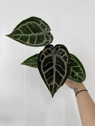 plant/Anthurium Michelle X SKG SILVER-0-thumbnail