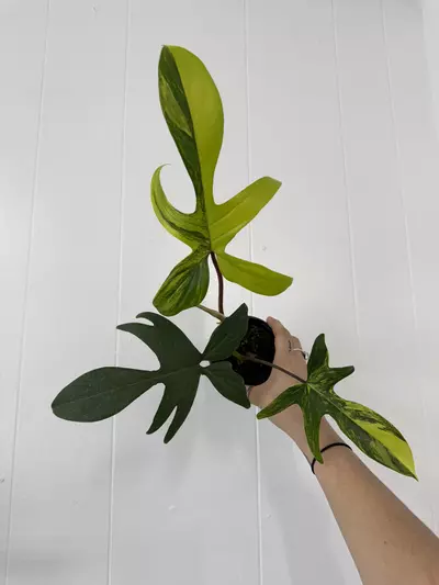 plant/Philodendron Florida Beauty Variegated -0-thumbnail