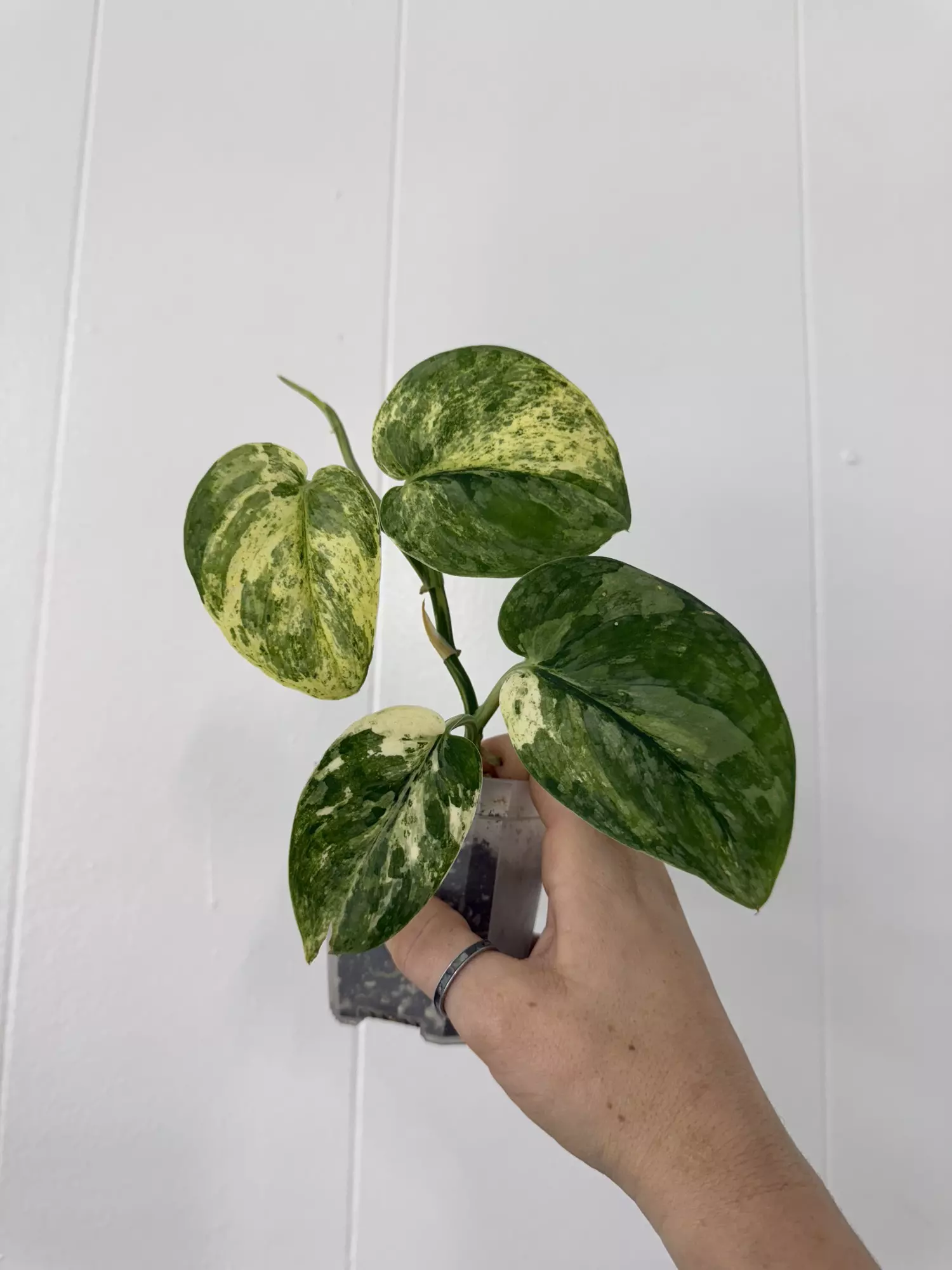 plant/Scindapsus Peasun-0