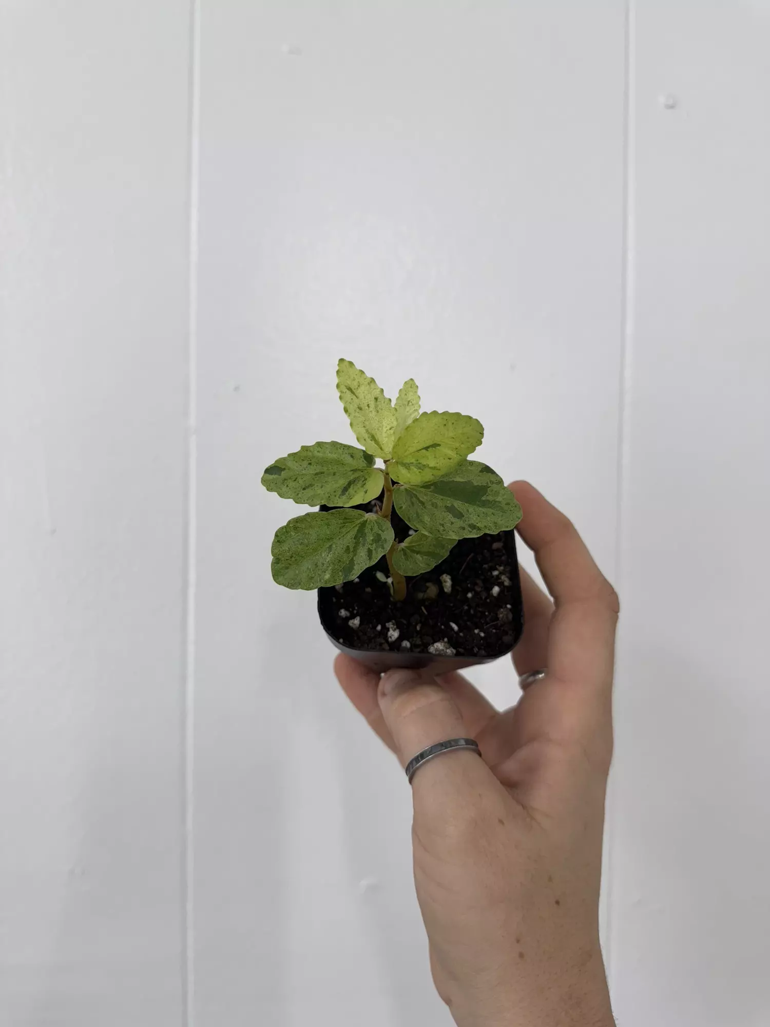 plant/Begonia Peppermint Variegated -0